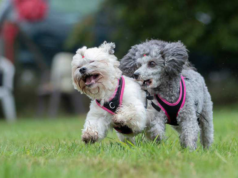 Zwei kleine Hunde mit Geschirr