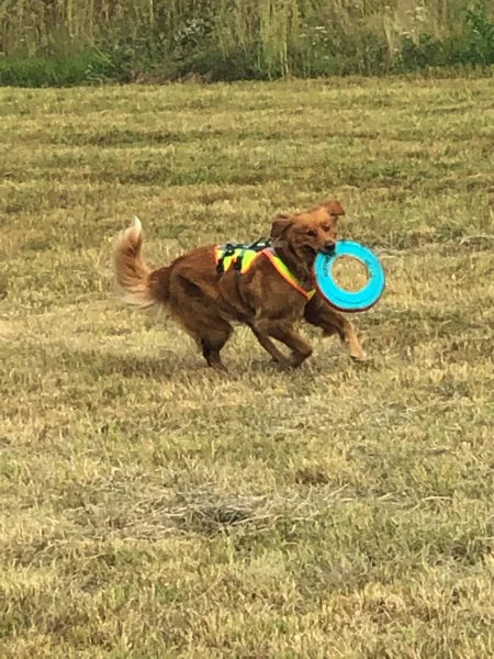 Spielender Hund auf Wiese mit Geschirr