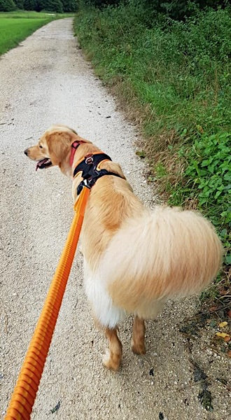 Hovawart mit Joggingleine