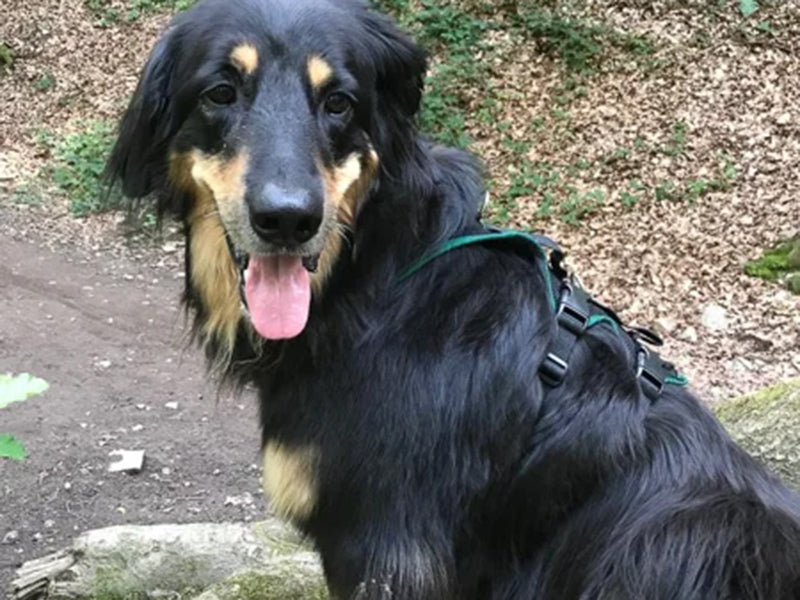 Großer Hund mit stabilem Geschirr