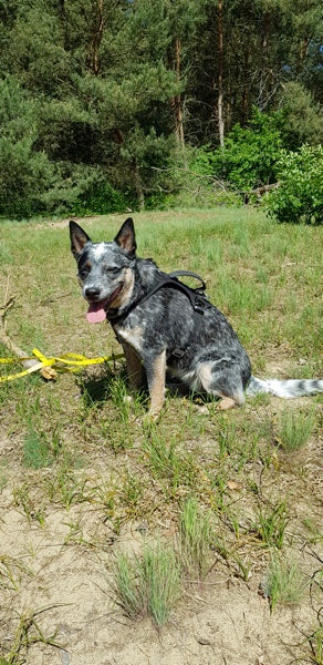 Sonderanfertigung Brustgeschirr an einem Hund auf einer Wiese