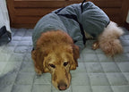 Hundebadematel mit Beinen an einem blonden Hovawart