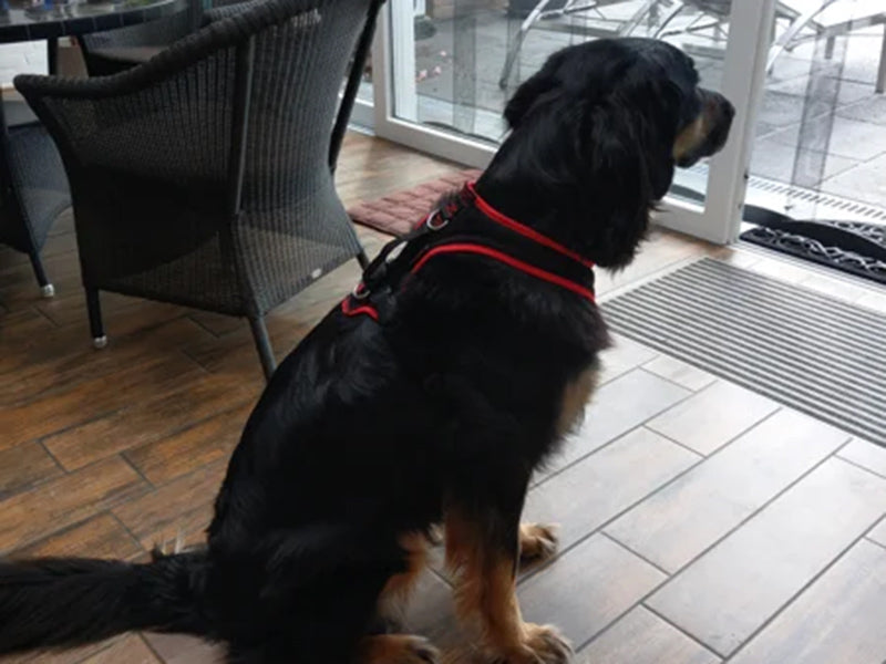 Großer Hund mit rotem Geschirr