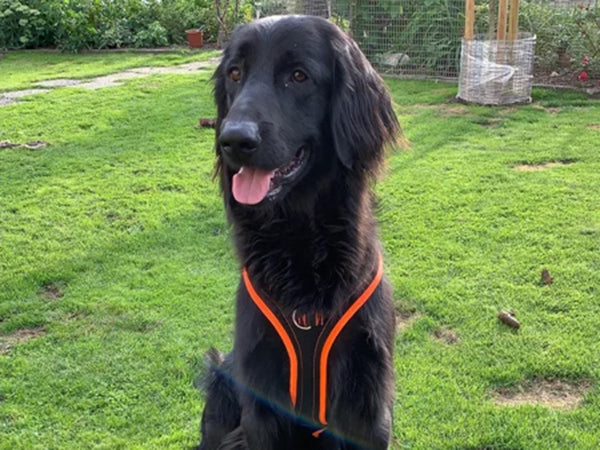 Großer Hund mit Hundegeschirr draußen