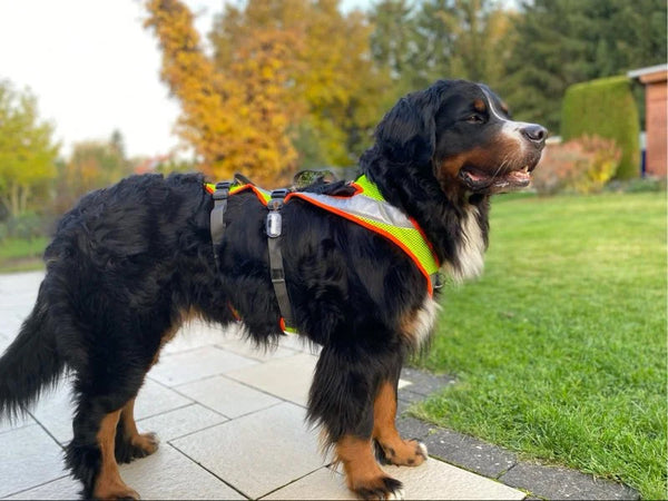 Großer Hund mit Sicherheitsgeschirr draußen