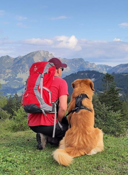 Hovawart mit einem Vario Geschirr in den Bergen