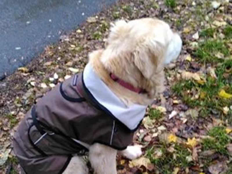 Großer Hund mit Outdoor-Mantel