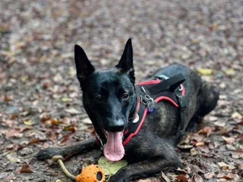 Großer Hund mit Hundegeschirr draußen