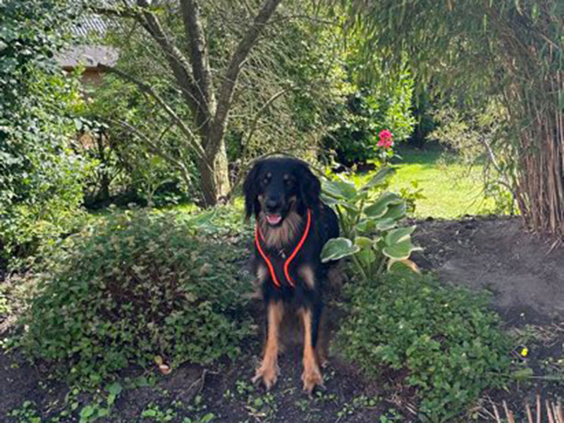 Großer Hund mit Sicherheitsgeschirr draußen
