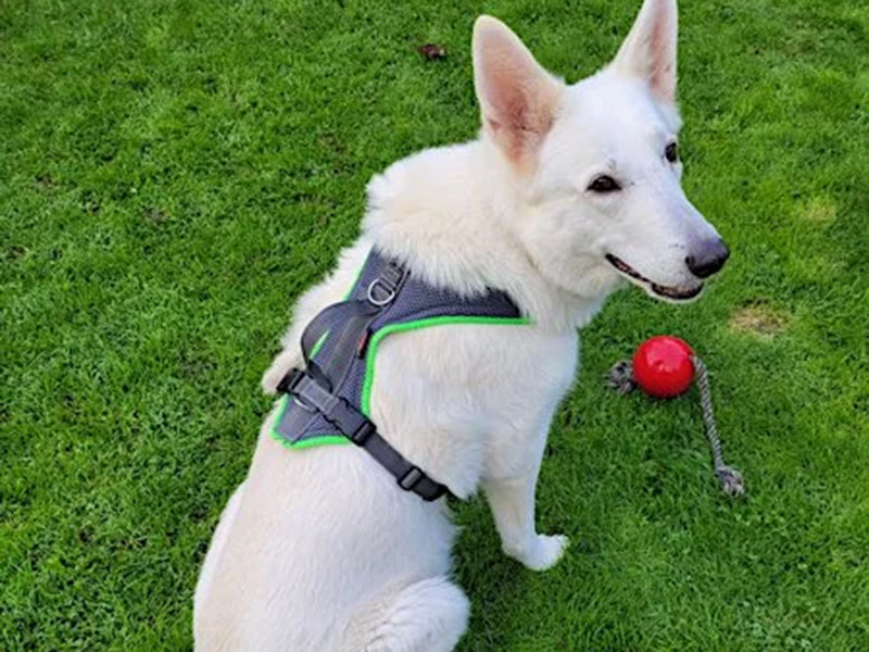 Großer Hund mit Hundegeschirr draußen