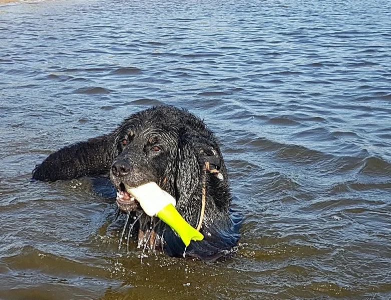 Hovawart Wasserspielzeug