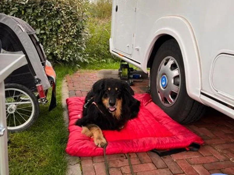 Großer Hund auf Outdoor-Decke