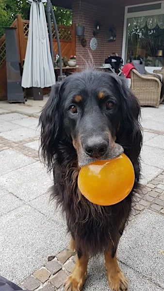 Hovawart mit Hundespielzeug im Mund
