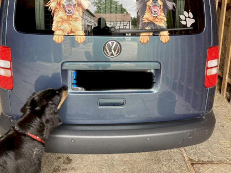 Großer Hund vor Autoheck.