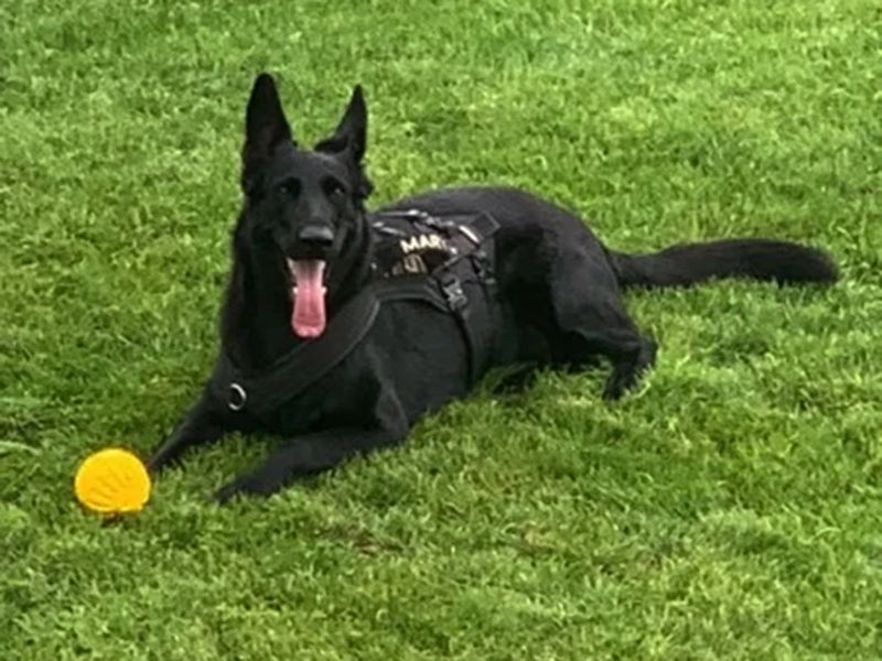 Schwarzer Hund mit Hundegeschirr