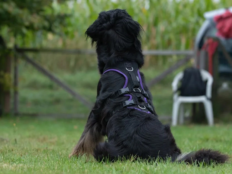 Großer Hund mit Hundegeschirr draußen