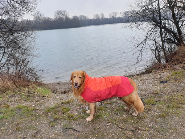 Blonder Hovawart Rüde mit einem Regenmantel