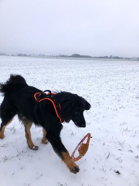 Zudriedener Kunde Hoivawart_Shop mit einem neuem Hundespielzeug