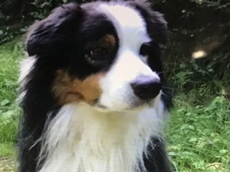 Großer Hund im Grünen sitzend