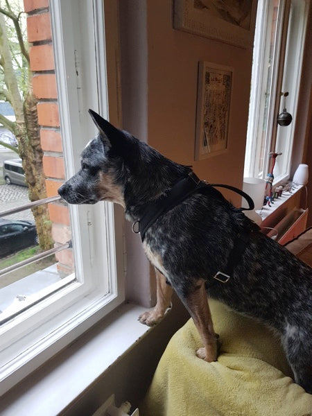 Sonderanfertigung Hundegeschirr