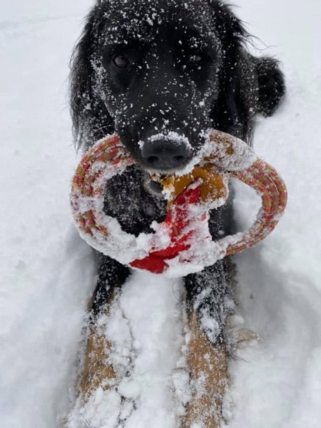 Hovawart im Schnee mit seinem Spielzeug