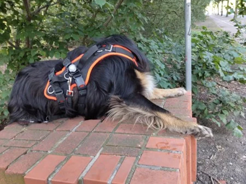 Großer Hund mit Sicherheitsgeschirr