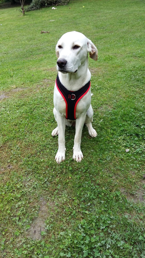 Grossenbacher Support in rot an einem weissen Hund