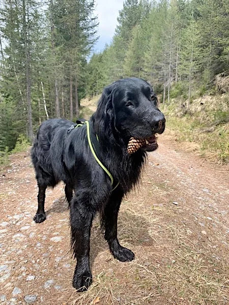 Großer Hund mit Tannenzapfen im Mund