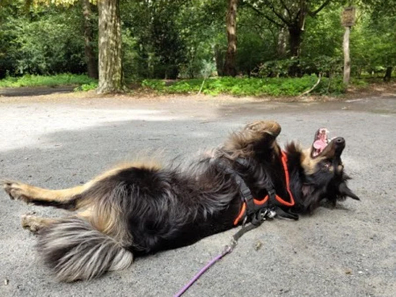 Großer Hund mit Geschirr draußen