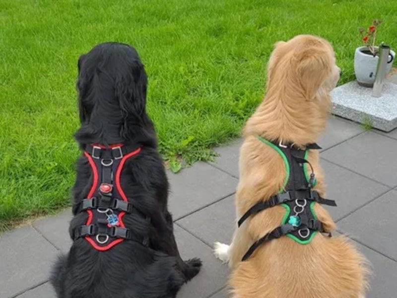 Zwei große Hunde mit Hundegeschirr