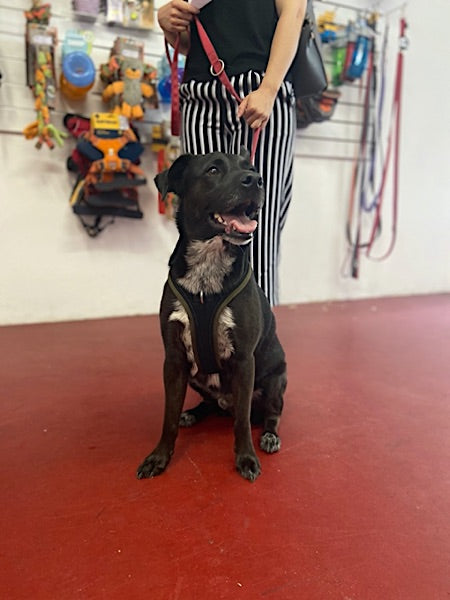 Glücklicher Hund im Hovawart Shop