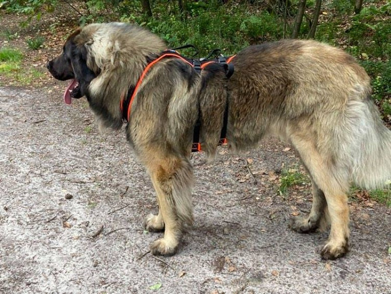 9535-Geschirr-fuer-einen-Leonberger1.jpg