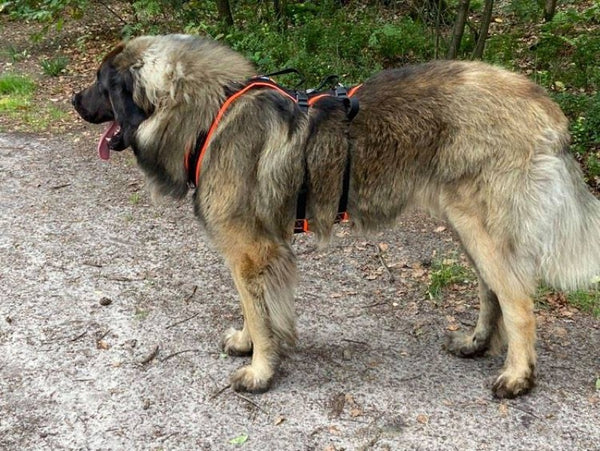 9535-Geschirr-fuer-einen-Leonberger1.jpg
