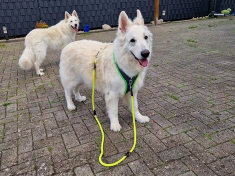 Zwei große Hunde mit Leine