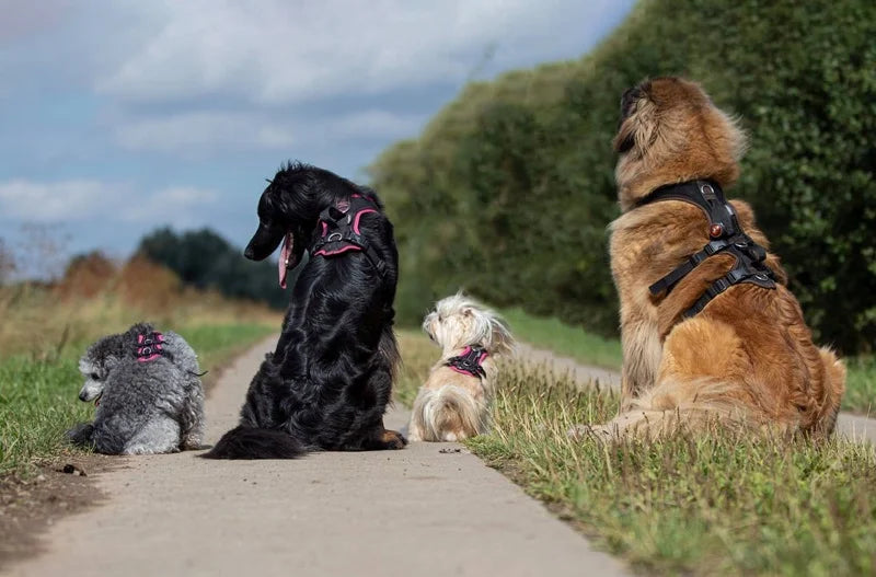 Vier Hunde mit Hundegeschirr draußen