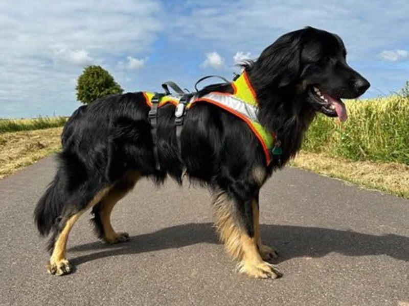 Großer Hund mit Sicherheitsgeschirr draußen
