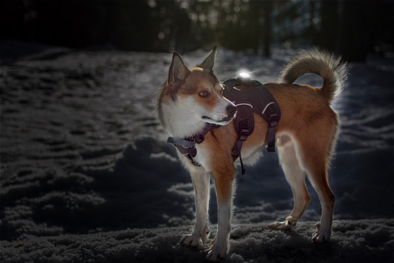 Großer Hund mit Outdoor-Geschirr