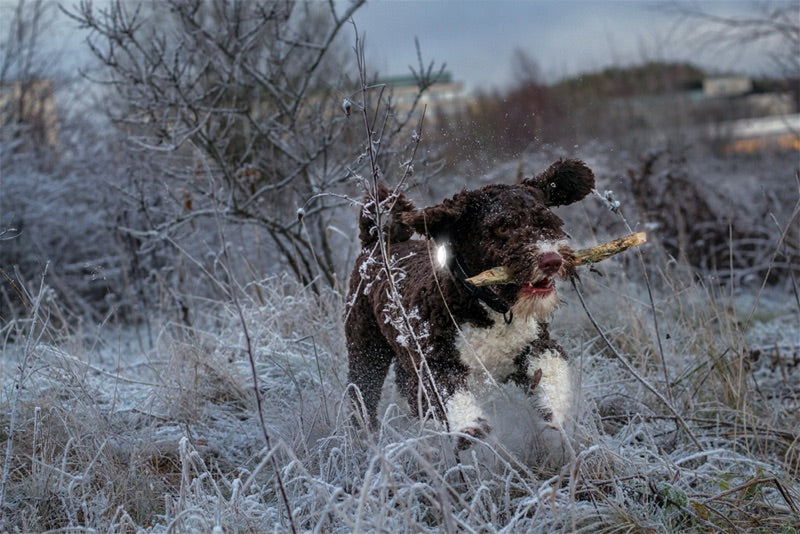 Großer Hund spielt mit Stock