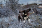 Großer Hund spielt mit Stock