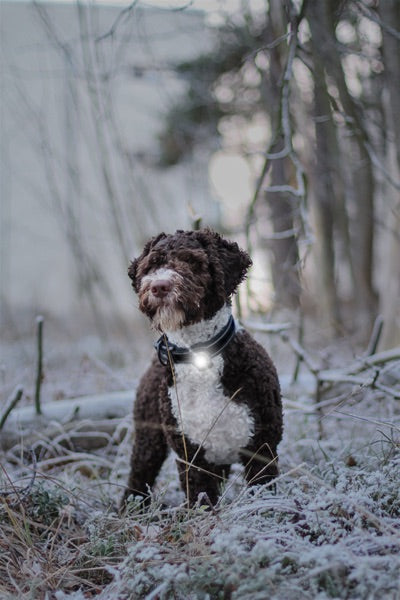 Großer Hund mit reflektierendem Halsband