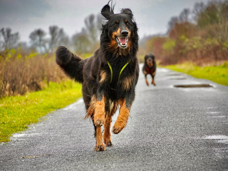 Großer Hund läuft mit Geschirr.