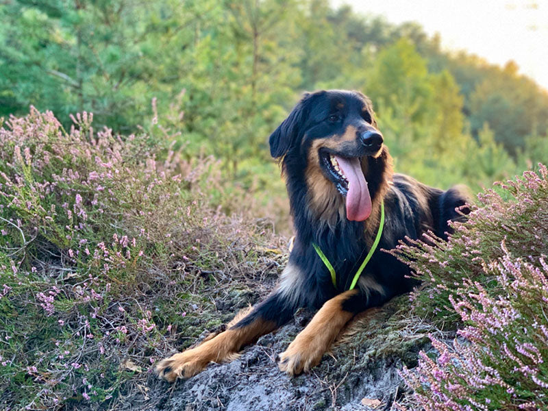 Großer Hund mit Halsband draußen