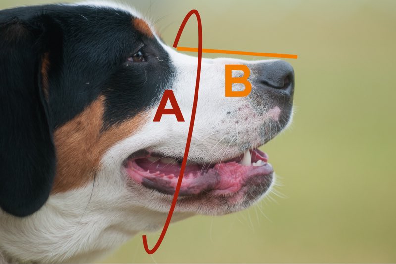 Großer Hund seitlich, Messlinien