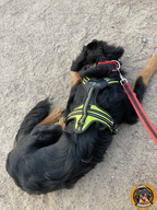 Großer Hund mit robustem Geschirr