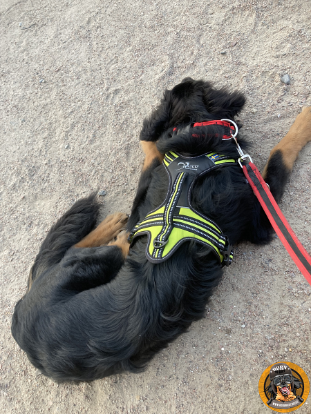 Großer Hund mit robustem Geschirr