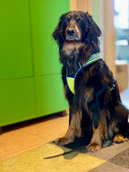 Großer Hund mit reflektierendem Geschirr