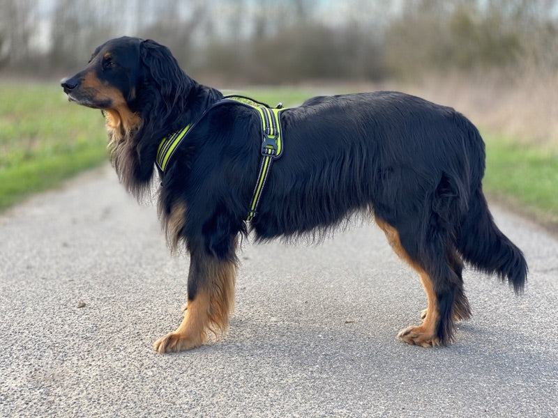 Axaeco Hundegschirr 4 Season Power