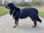Axaeco Hundegschirr 4 Season Power