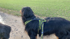 Axaeco Hundegschirr 4 Season Power
