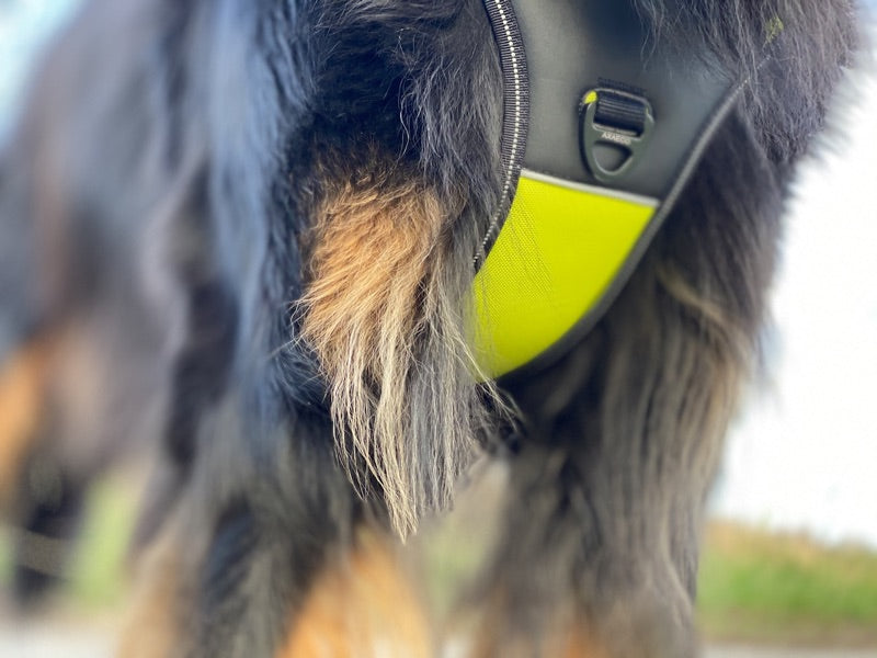 Brustring an einem Axaeco Hundegschirr 4 Season Power